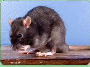 rat control Spennymoor