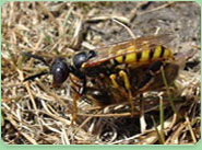 wasp control Spennymoor